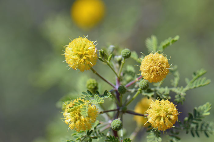 Whitethorn Acacia has a disjunct geographical distribution. It is native to the southwest border states of AZ, NM and TX; It also is native to Baja California and central and northern Mexico south to Oaxaca. Vachellia constricta (=Acacia constricta)